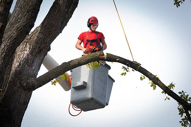 Best Tree Risk Assessment  in Brentwood, MD